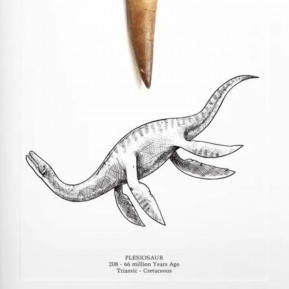 Cadre de fossile authentique dinosaure